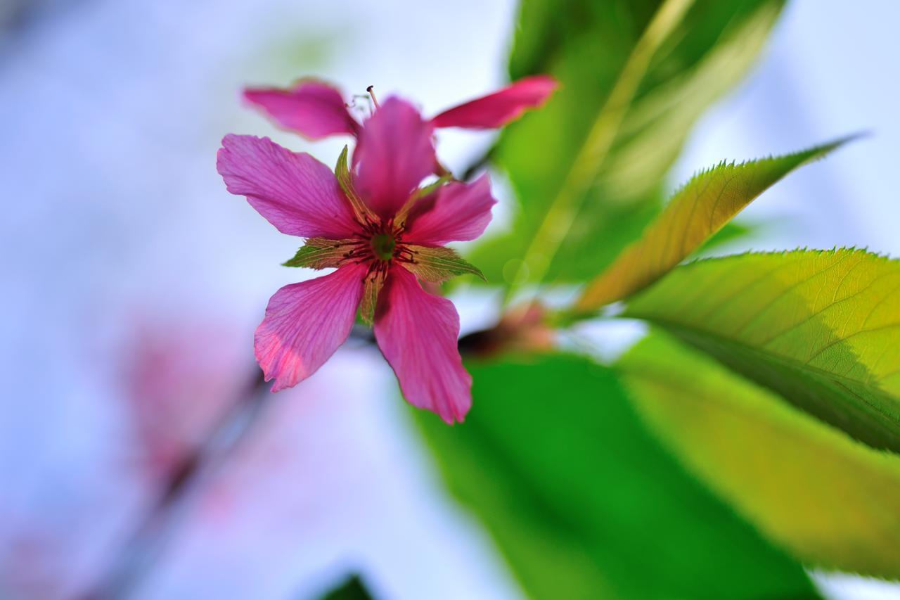 Flower Free花自在 Zhoulan Dış mekan fotoğraf