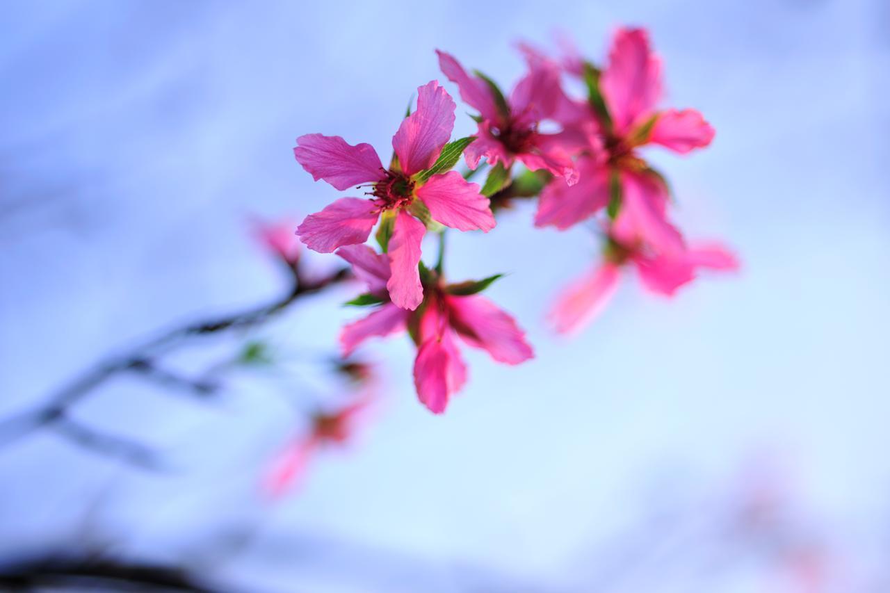 Flower Free花自在 Zhoulan Dış mekan fotoğraf